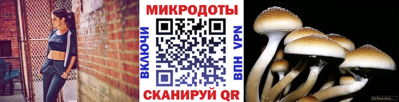 цены   Камышлов  Псилоцибиновые грибы Magic Shrooms 